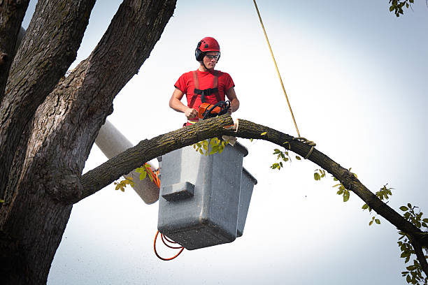 Reliable Brookfield, WI  Tree Services Solutions